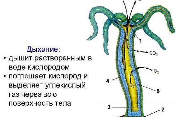 Kraken19 at