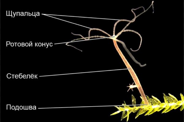 Kraken зеркала kr2web in