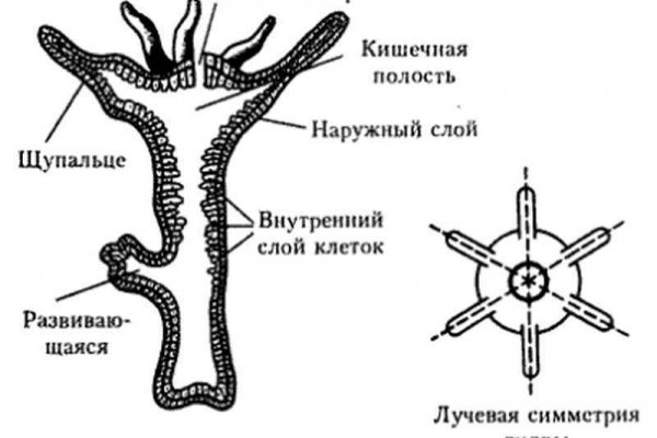 Ссылка на кракен 2krnk