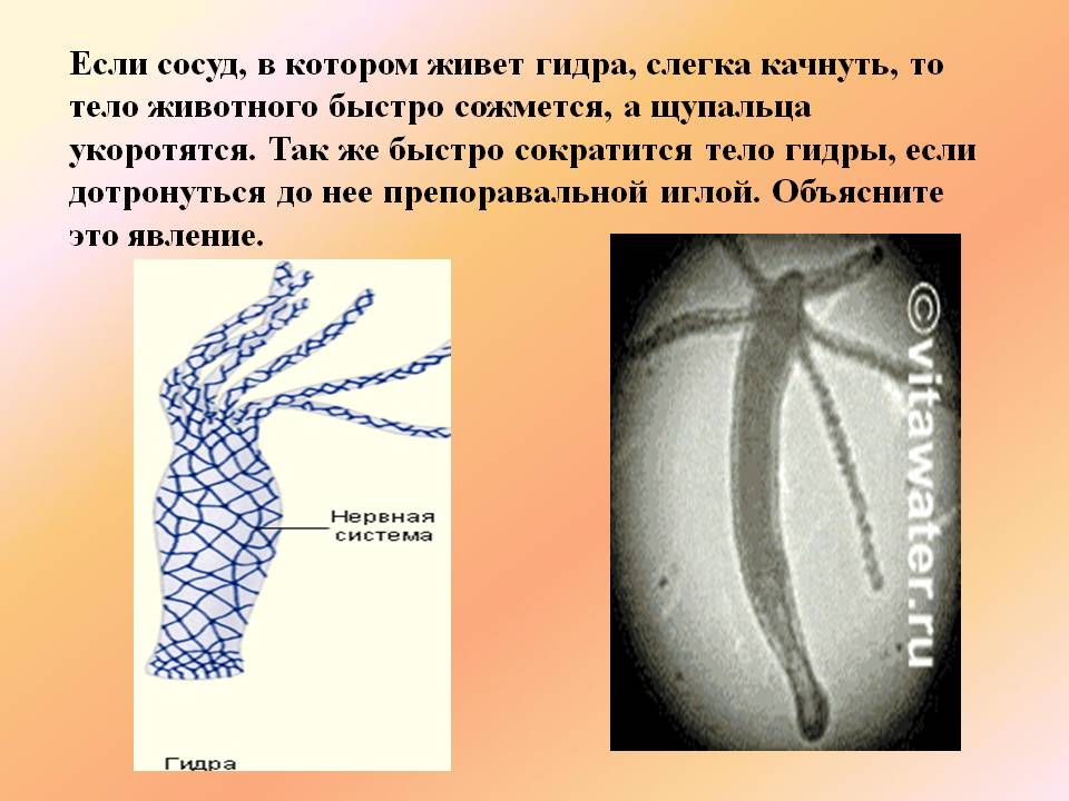 Кракен оренбург